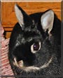 Inky the Netherland Dwarf Rabbit