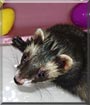 Chili the Ferret