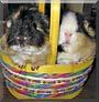 Coby and Ollie the Guinea Pig