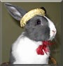 Bonnie the Dwarf Rabbit