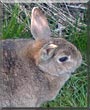 Billie the Dwarf rabbit mix