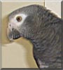 Sweetpea the Timneh African Grey