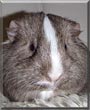 Lucky the Guinea Pig