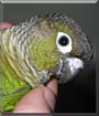 Kramer the Green Cheek Conure