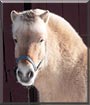 Bjorne the Norwegian Fjord Horse
