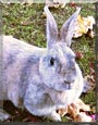 Clover the Rabbit