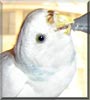 Zeido the Budgie
