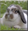 Jean Luc the Mini Lop Rabbit