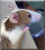 Kiwi the Fancy mouse