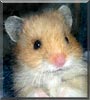 Bogart the Teddy Bear Hamster