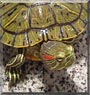 Artichoke the Red Eared Slider