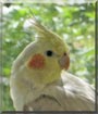 Cinnamon the Cockatiel