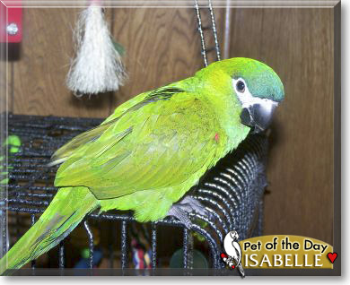 Isabelle, the Pet of the Day Isabelle, the Pet of the Day