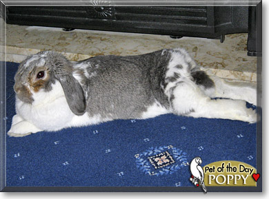 Poppy, the Pet of the Day