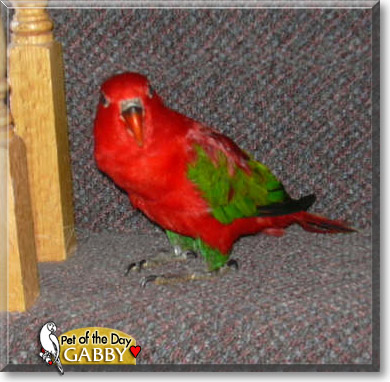 Gabby, the Pet of the Day