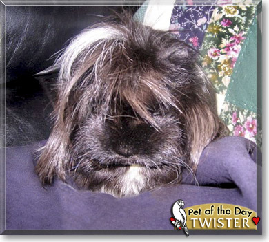 Twister, the Pet of the Day Twister, the Pet of the Day