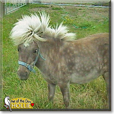 Hollie, the Pet of the Day