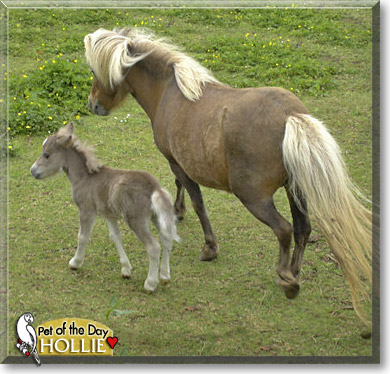 Hollie, the Pet of the Day Hollie, the Pet of the Day
