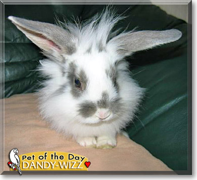 Dandy-Wizz, the Pet of the Day Dandy-Wizz, the Pet of the Day