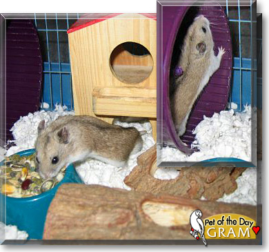 Gram, the Pet of the Day Gram, the Pet of the Day