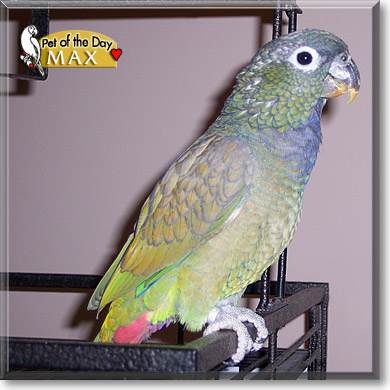 Max, the Pet of the Day Max, the Pet of the Day