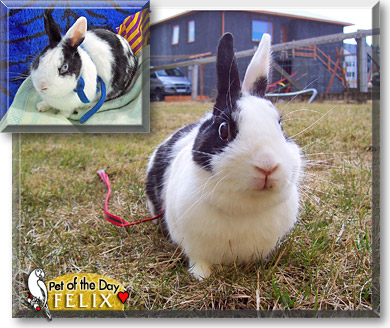 Felix, the Pet of the Day
