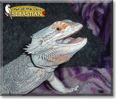 Sebastian, the Pet of the Day Sebastian, the Pet of the Day