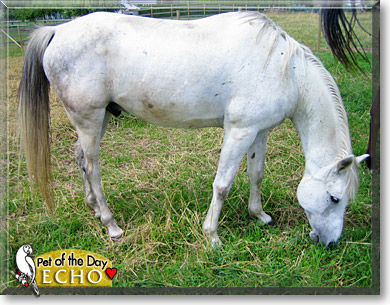 Echo, the Pet of the Day Echo, the Pet of the Day