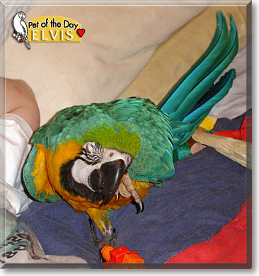 Elvis, the Pet of the Day Elvis, the Pet of the Day
