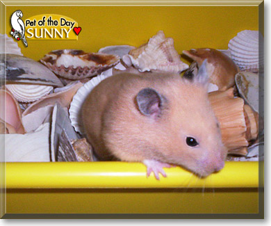 Sunny, the Pet of the Day Sunny, the Pet of the Day