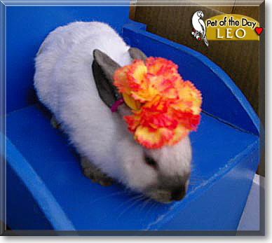 Leo, the Pet of the Day Leo, the Pet of the Day