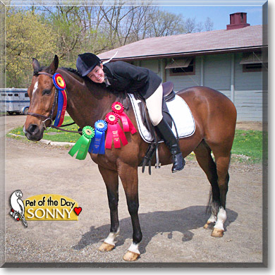 Sonny, the Pet of the Day Sonny, the Pet of the Day