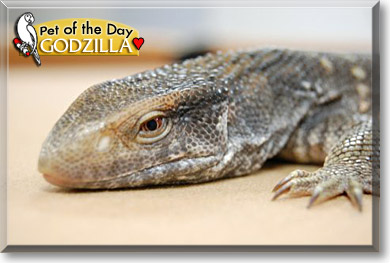Godzilla, the Pet of the Day Godzilla, the Pet of the Day