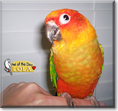 Lola, the Pet of the Day
