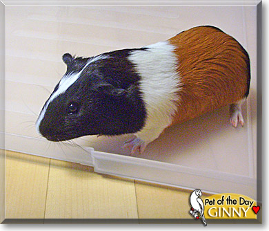 Ginny, the Pet of the Day Ginny, the Pet of the Day