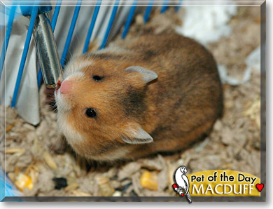 Rufus MacDuff, the Pet of the Day Rufus MacDuff, the Pet of the Day