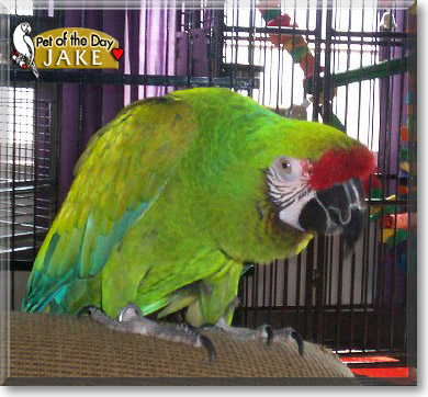 Jake, the Pet of the Day