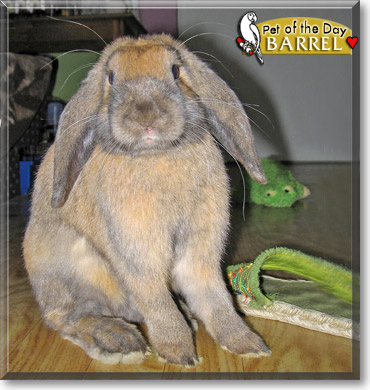 Barrel, the Pet of the Day