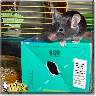 Berry, the Pet of the Day Berry, the Pet of the Day
