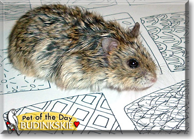 Budinkskie, the Pet of the Day Budinkskie, the Pet of the Day