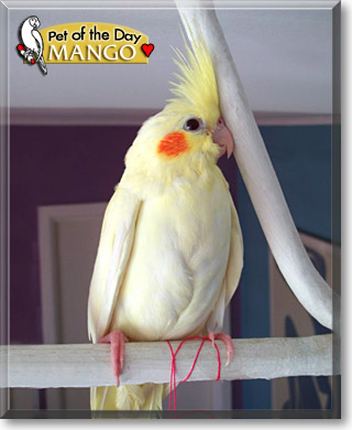 Mango, the Pet of the Day Mango, the Pet of the Day