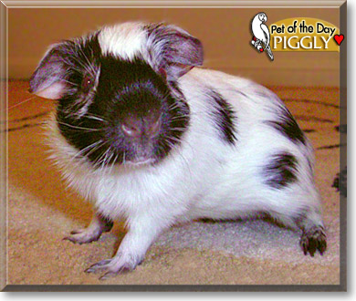 Piggly, the Pet of the Day