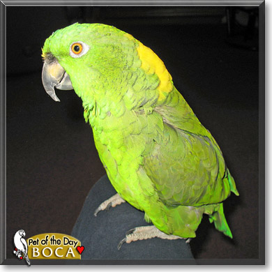 Boca, the Pet of the Day Boca, the Pet of the Day