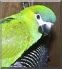 Isabelle the Hahns Macaw
