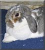 Poppy the Mini English Lop