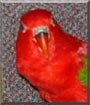 Gabby the Chattering Lory