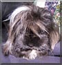 Twister the Peruvian Guinea Pig