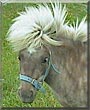 Hollie the Miniature Horse