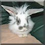 Dandy Wizz the Lionhead Rabbit
