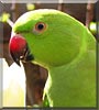 Godzilla the Indian Ringneck Parakeet